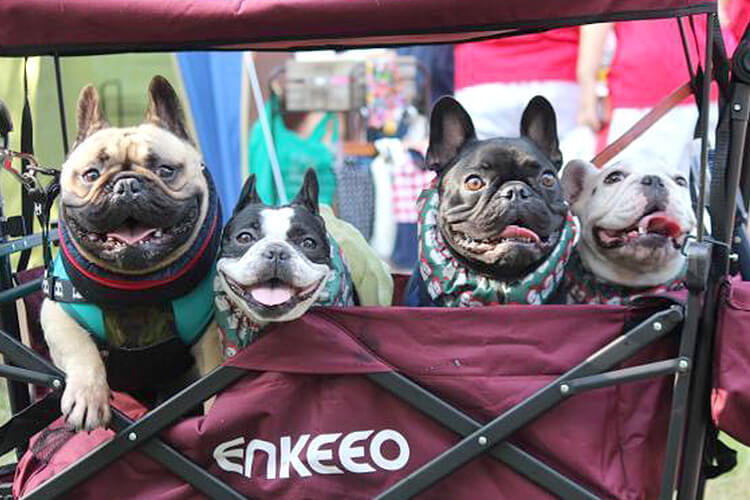 犬祭り　フレンチブルドッグ