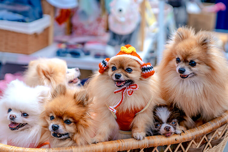 ペット 犬祭り ポメラニアン