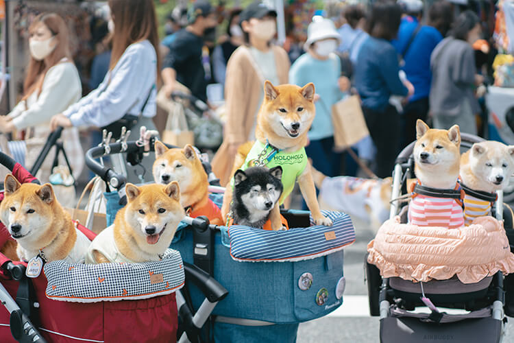 ペット 犬祭り 柴犬