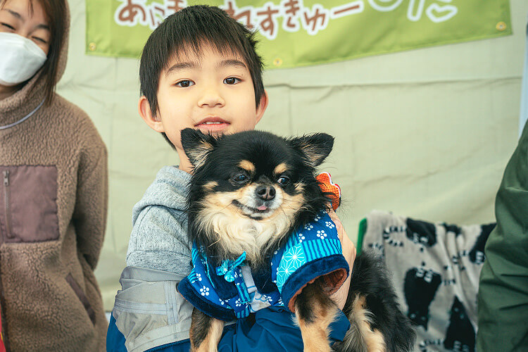ペット 犬祭り チワワ