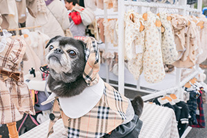 ペットイベント　かわいいペット服