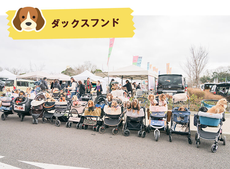 ペットイベント　ダックスフンド　コミュニティ