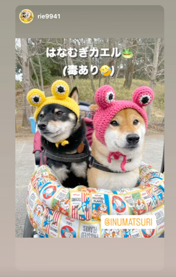 ペットイベント　ぎふ清流里山公園　柴犬