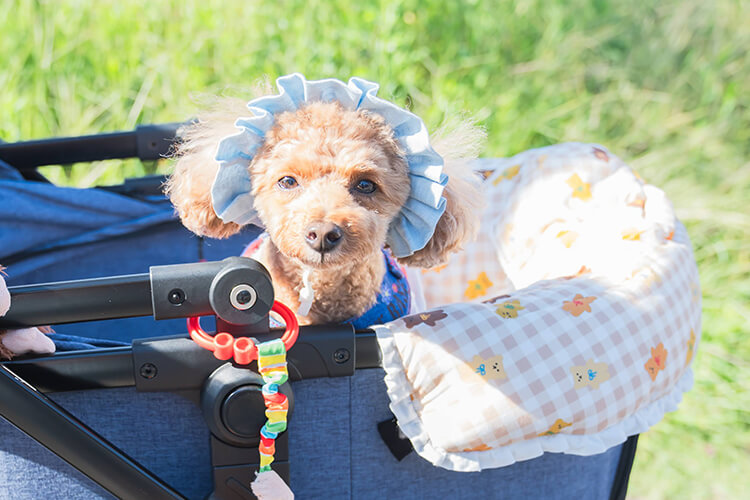 ペットイベント2024 犬 笑顔写真