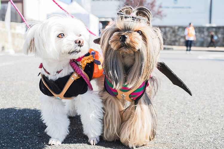 ペットイベント2024 犬 笑顔写真