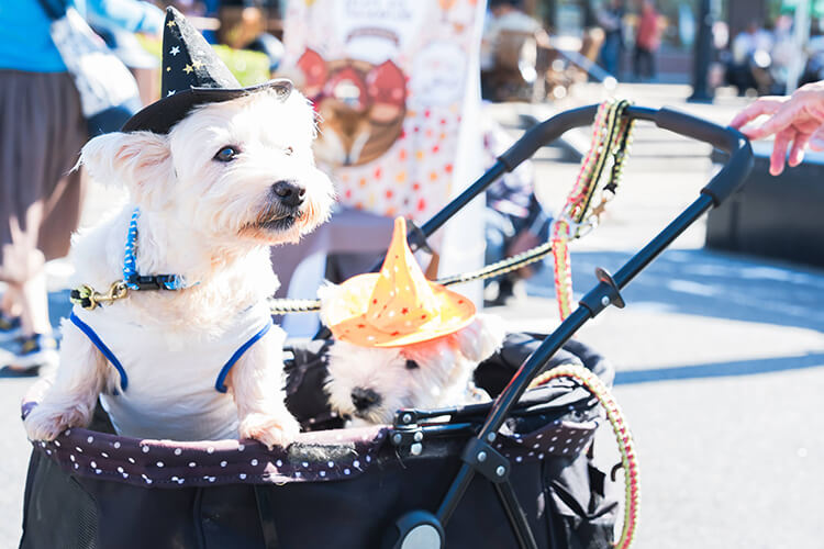 ペットイベント2024 犬 笑顔写真