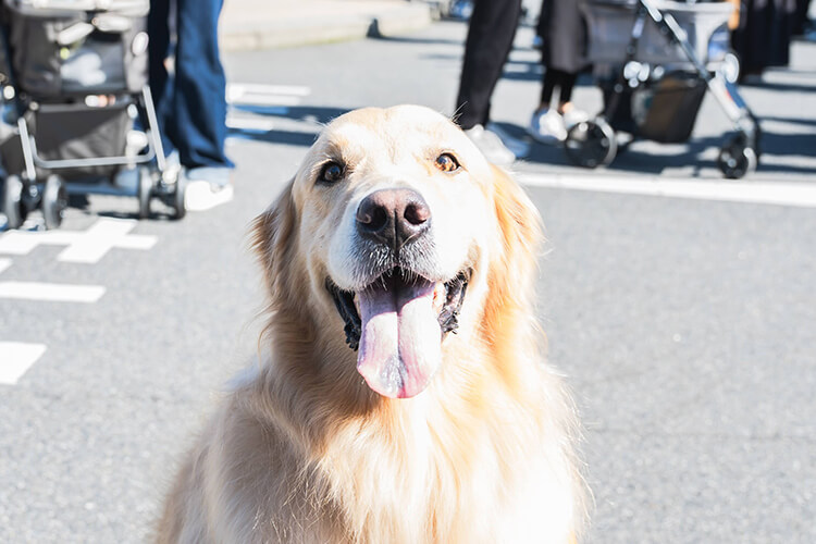 ペットイベント2024 犬 笑顔写真