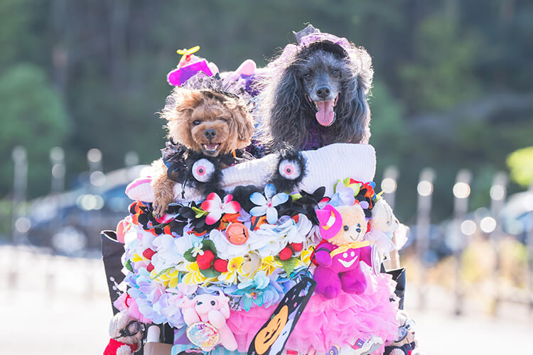 ペットイベント2024 犬 笑顔写真