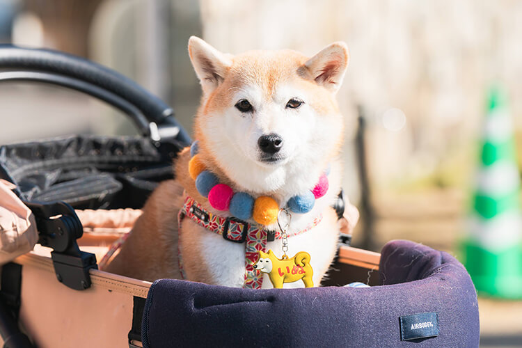 ペットイベント2024 犬 笑顔写真