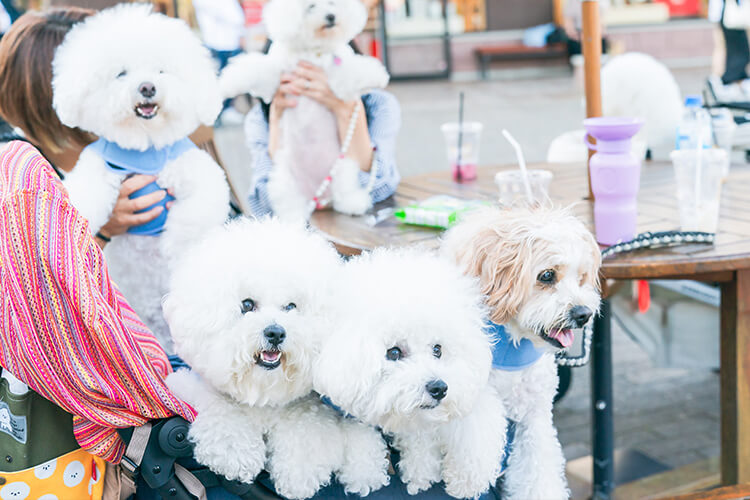 ペットイベント2024 犬 笑顔写真