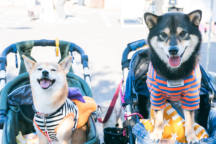 ペットイベント2024 犬 笑顔写真