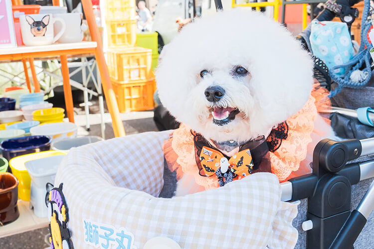 ペットイベント2024 犬 笑顔写真