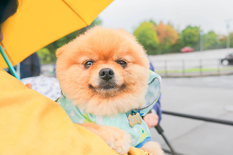 犬スマイル ポメラニアン