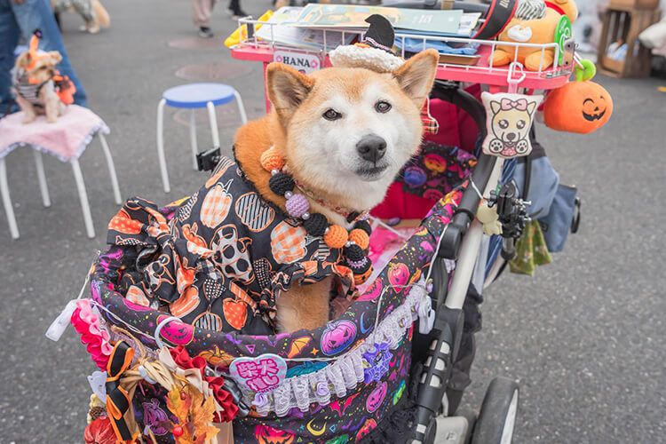 犬スマイル 柴犬