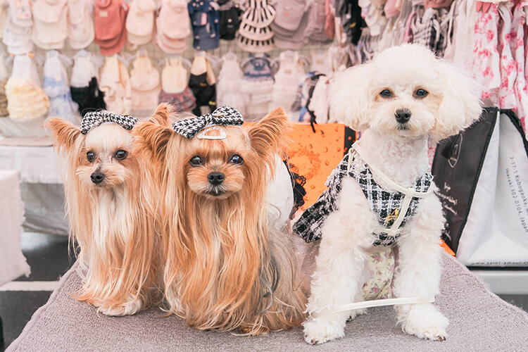 犬スマイル ヨークシャーテリア