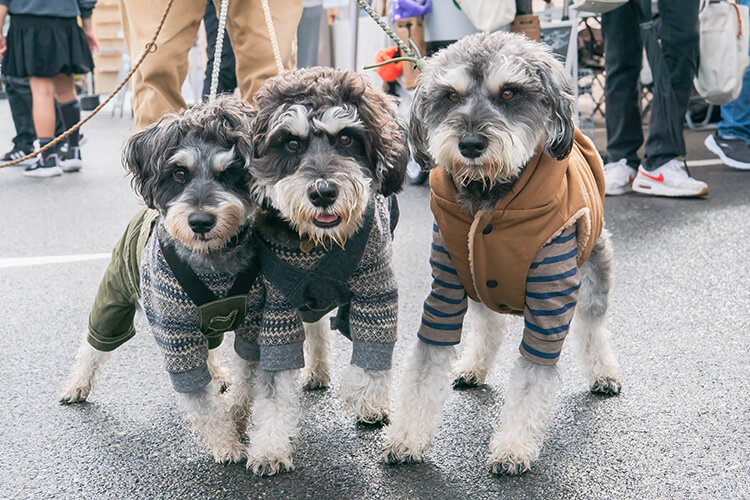犬スマイル ミニチュアシュナウザー