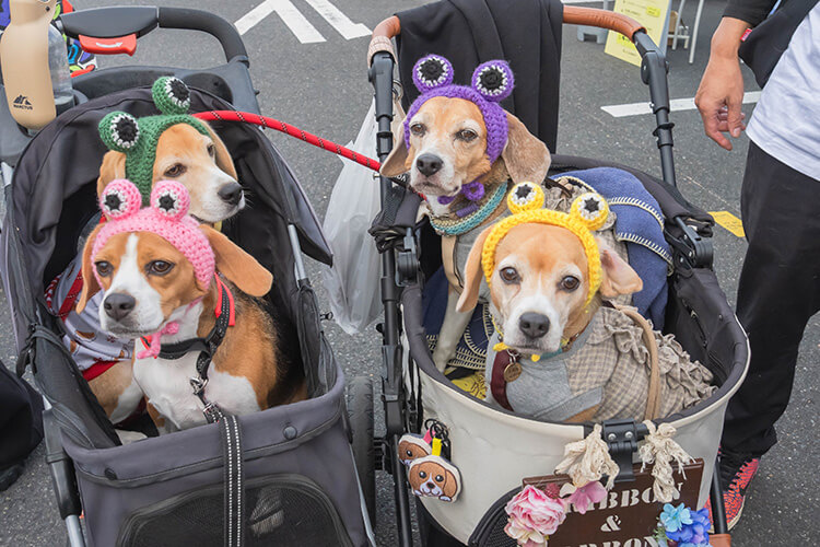 犬スマイル コーイケルホンディエ