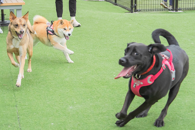 犬スマイル 土岐市 ドッグラン