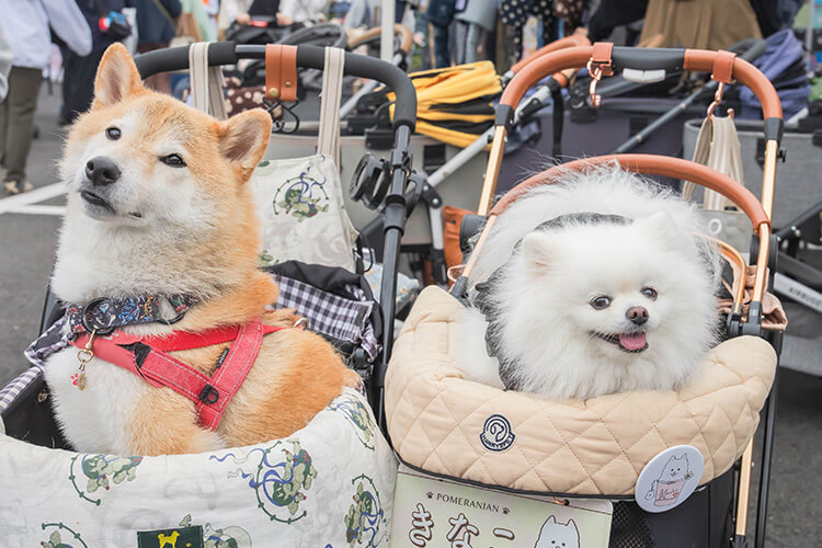 犬スマイル 柴犬 ポメラニアン