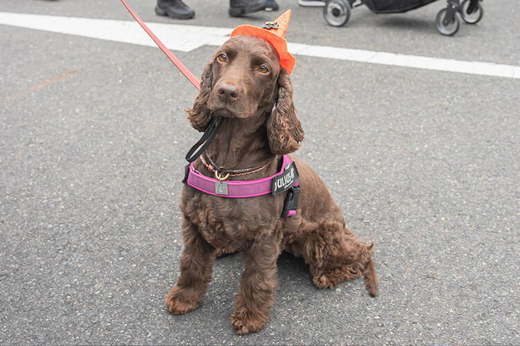 犬スマイル アイリッシュセッタ