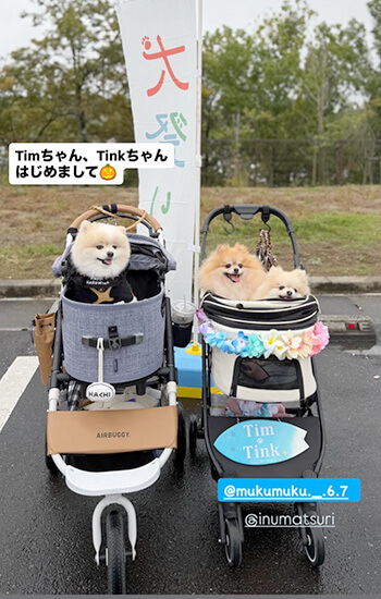 犬 イベント 東海 土岐アウトレット ポメラニアン