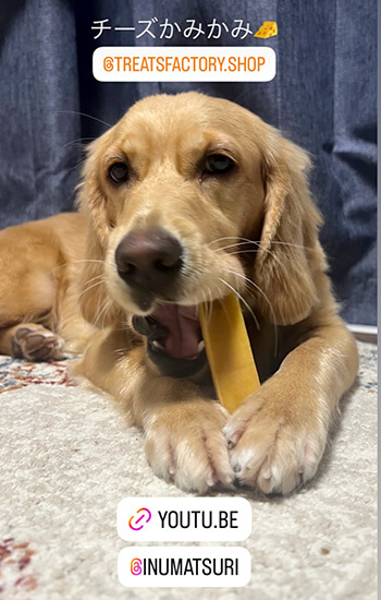 犬 イベント 東海 土岐アウトレット ゴールデンレトリバー