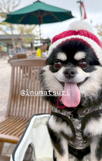 犬 イベント 東海 土岐アウトレット