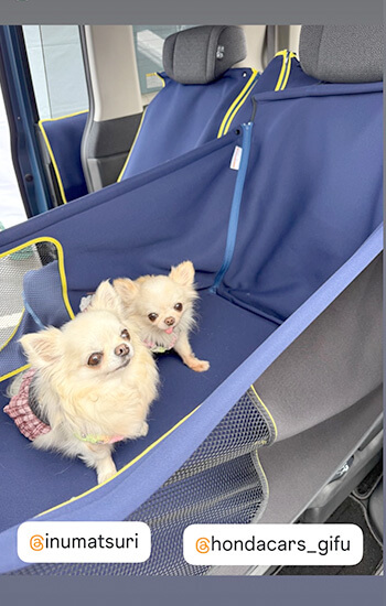 犬 イベント 東海 土岐アウトレット チワワ