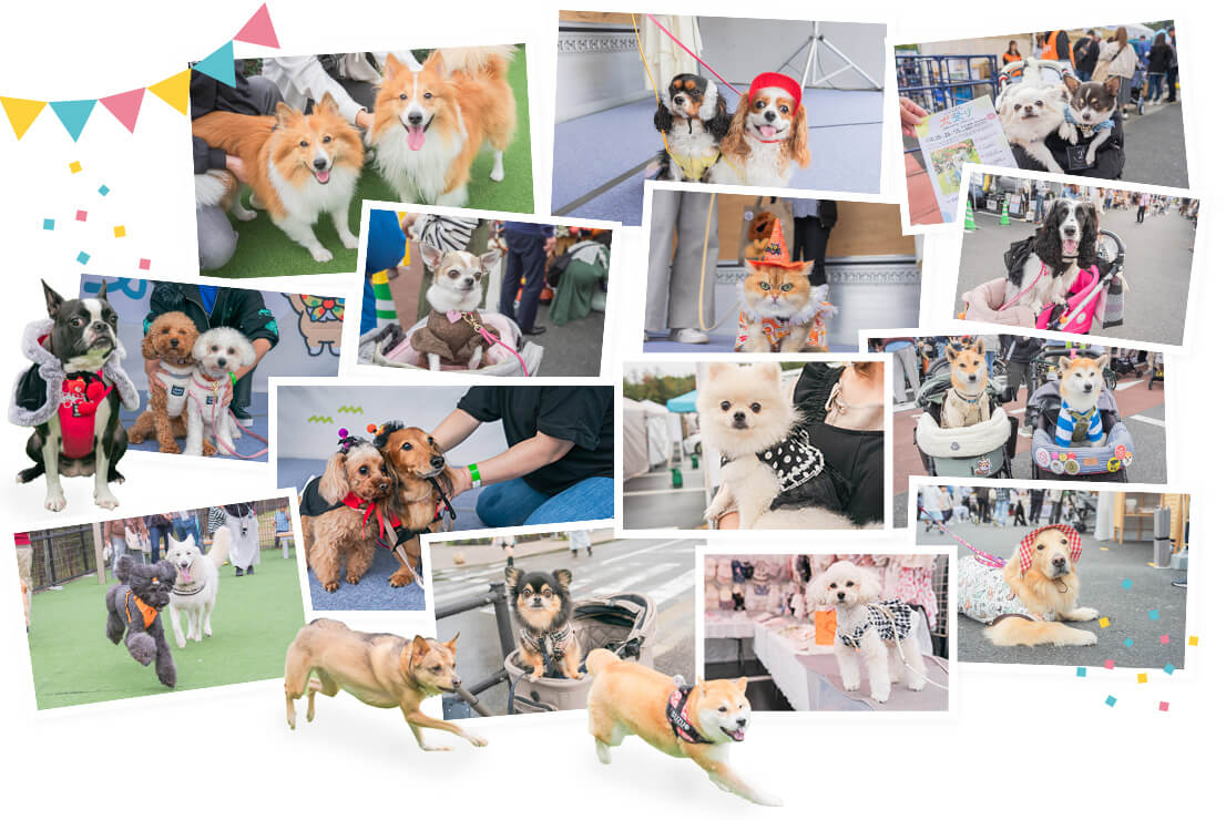 かわいいわんこショット