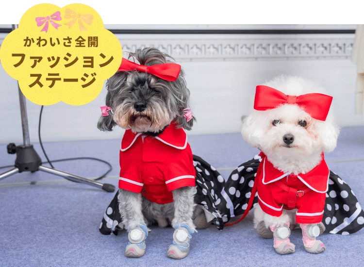 わんこのファッションステージを開催