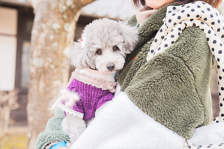 犬イベントの様子 トイプードル