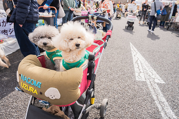 犬イベントの様子 トイプードル