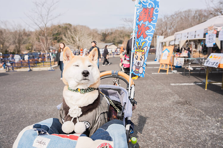 犬イベントの様子 柴犬