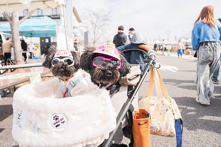 犬イベントの様子