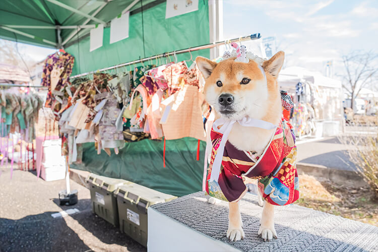 犬イベントの様子 柴犬