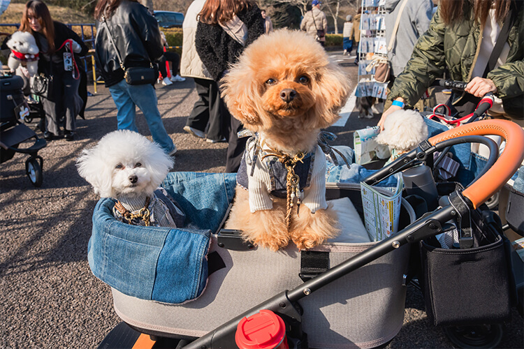 犬イベントの様子 トイプードル