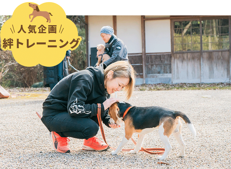 人気企画 犬のトレーニング