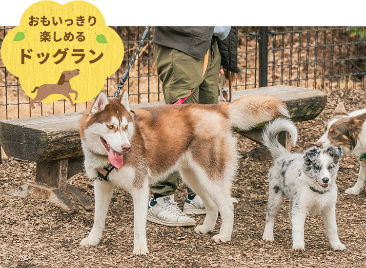 犬も楽しめるドッグラン