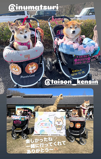 ペットイベントで楽しむ柴犬