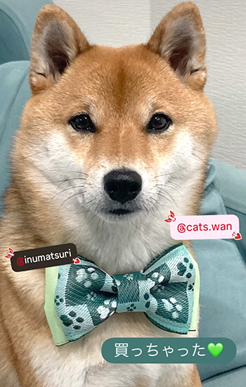 買い物を楽しむ柴犬