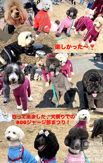 スタンダードプードル交流会