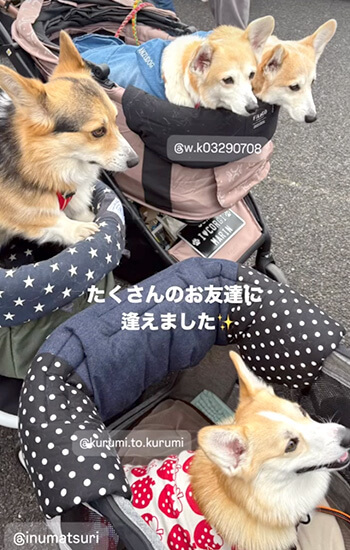 コーギー