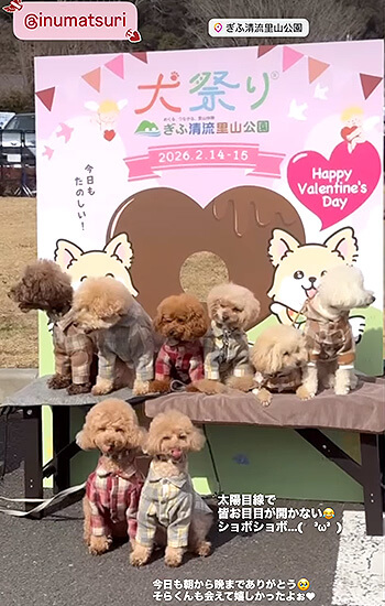 トイプードル