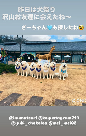 サモエド