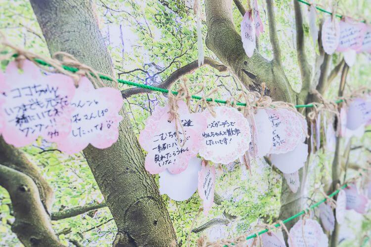 ペットイベントのコンテンツ設計
